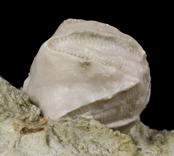 Blastoid (Pentremites) Fossil - Illinois #48661